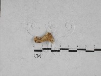 藏品(銳孔菌屬)的圖片