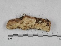 藏品(齒耳菌屬)的圖片