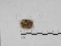 藏品(硬孔菌屬)的圖片