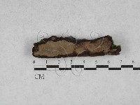 藏品(多年臥孔菌屬)的圖片