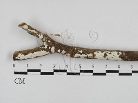 藏品(樹狀皮革菌屬)的圖片