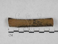 藏品(刺革菌屬)的圖片