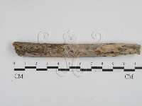 藏品(刺皮菌屬)的圖片