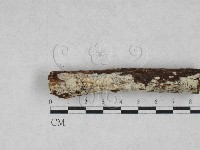 藏品(絲齒菌屬)的圖片