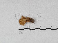 藏品(齒菌屬)的圖片