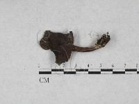 藏品(乳菇屬)的圖片