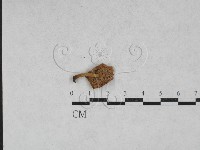 藏品(乳菇屬)的圖片