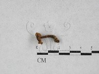 藏品(乳菇屬)的圖片