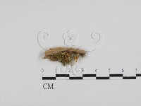 藏品(膠角耳屬)的圖片