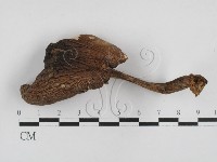 藏品(鵝膏屬)的圖片