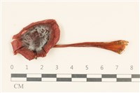 藏品(紅菇屬)的圖片