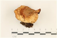 藏品(紅菇屬)的圖片