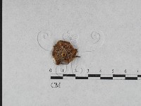 藏品(乳菇屬)的圖片