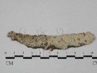 藏品(剛毛絲皮菌)的圖片