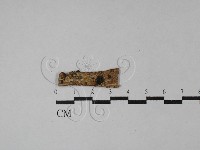 藏品(射脈菌屬)的圖片