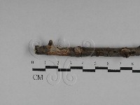 藏品(刺皮菌屬)的圖片