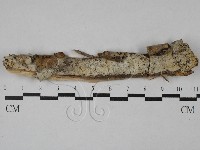 藏品(顯絲菌屬)的圖片