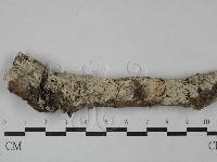 藏品(絲齒菌屬)的圖片