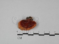 藏品(血紅密孔菌)的圖片