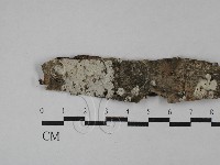 藏品(冇骨消絲齒菌)的圖片