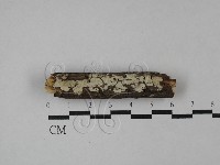 藏品(絲齒菌屬)的圖片