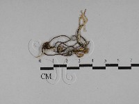 藏品(蟲草屬)的圖片