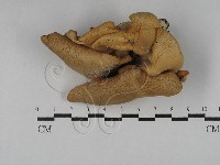 藏品(側耳屬)的圖片