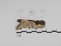 藏品(韌革菌屬)的圖片