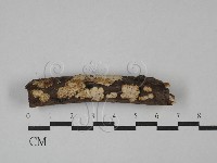 藏品(刺皮菌屬)的圖片