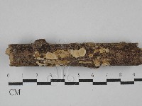 藏品(刺皮菌屬)的圖片