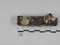 藏品(耙菌屬)的圖片