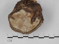 藏品(靈芝屬)的圖片