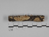 藏品(刺皮菌屬)的圖片