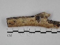 藏品(齒耳菌屬)的圖片