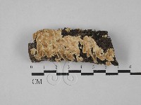 藏品(齒耳菌屬)的圖片