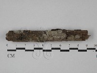 藏品(筍殼菌屬)的圖片