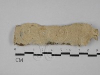 藏品(容氏菌屬)的圖片