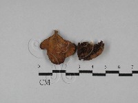 藏品(多孔菌屬)的圖片