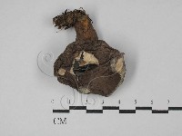 藏品(乳菇屬)的圖片