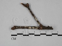 藏品(樹狀皮革菌屬)的圖片