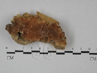 藏品(硬孔菌屬)的圖片