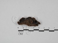 藏品(纖孔菌屬)的圖片