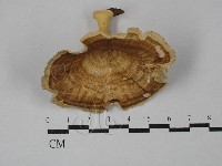 藏品(黄柄小孔菌)的圖片