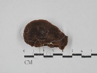 藏品(木層孔菌屬)的圖片