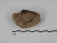 藏品(木層孔菌屬)的圖片