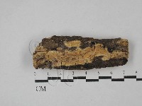 藏品(顯絲菌屬)的圖片