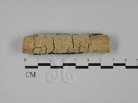 藏品(絲齒菌屬)的圖片