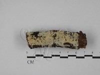 藏品(絲齒菌屬)的圖片