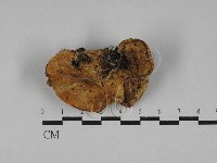 藏品(乾酪菌屬)的圖片