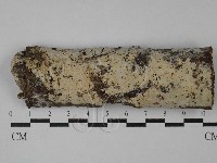 藏品(絲齒菌屬)的圖片